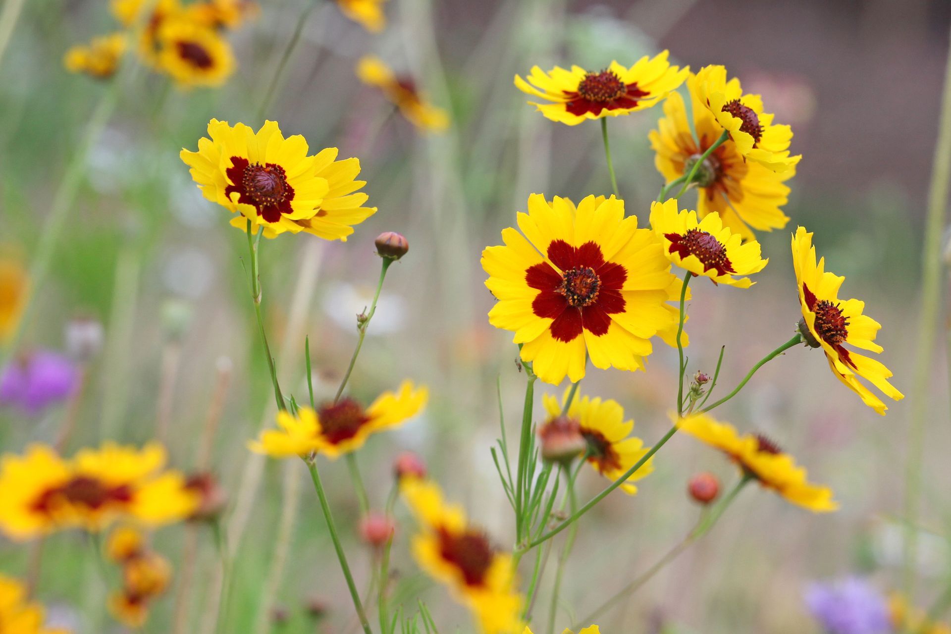 A bunch of yellow flowers with red centers in a Chattanooga field