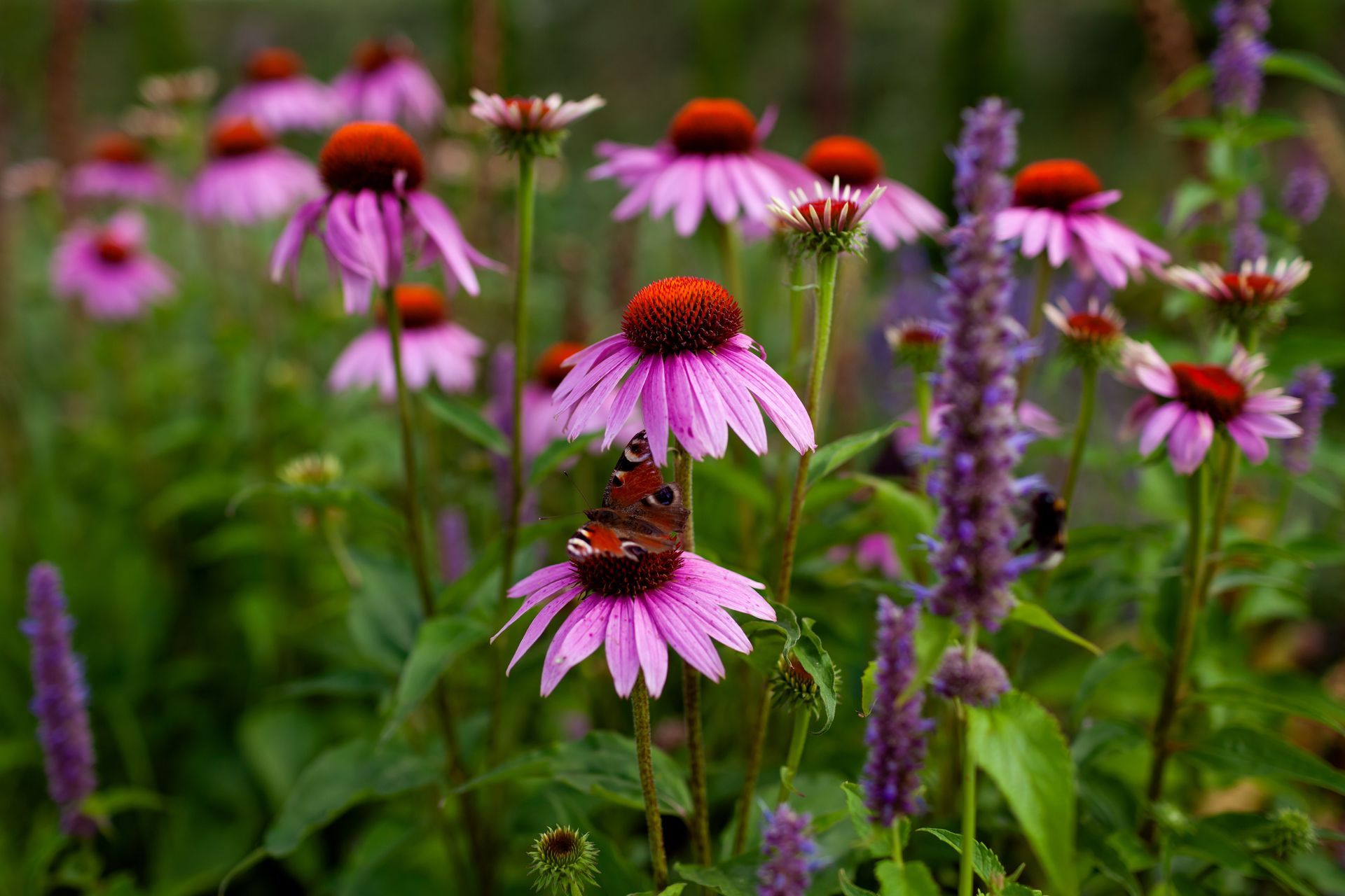A butterfly is sitting on a purple flower in a beautifully landscaped field.