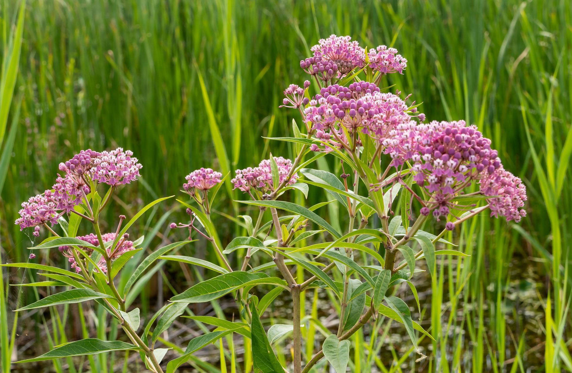 A bunch of purple flowers are growing in a grassy landscape.