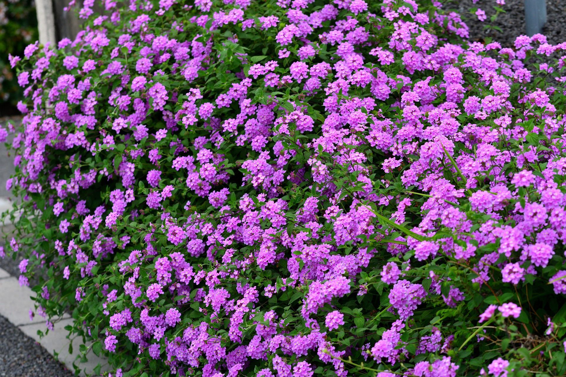 A trimmed hedge filled with lots of purple flowers and green leaves.