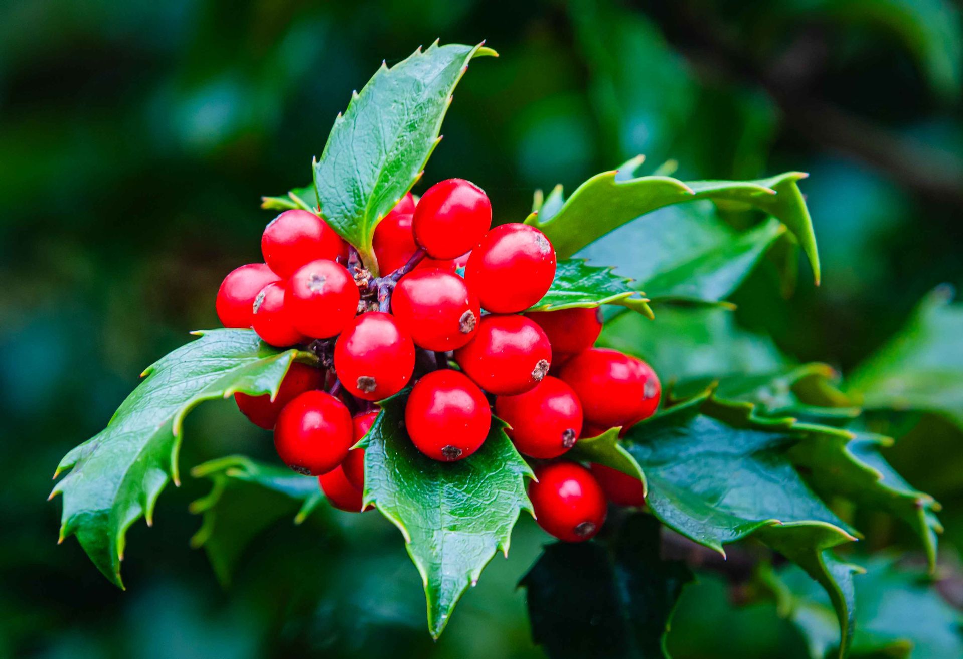 A bunch of red berries growing on a tree branch.