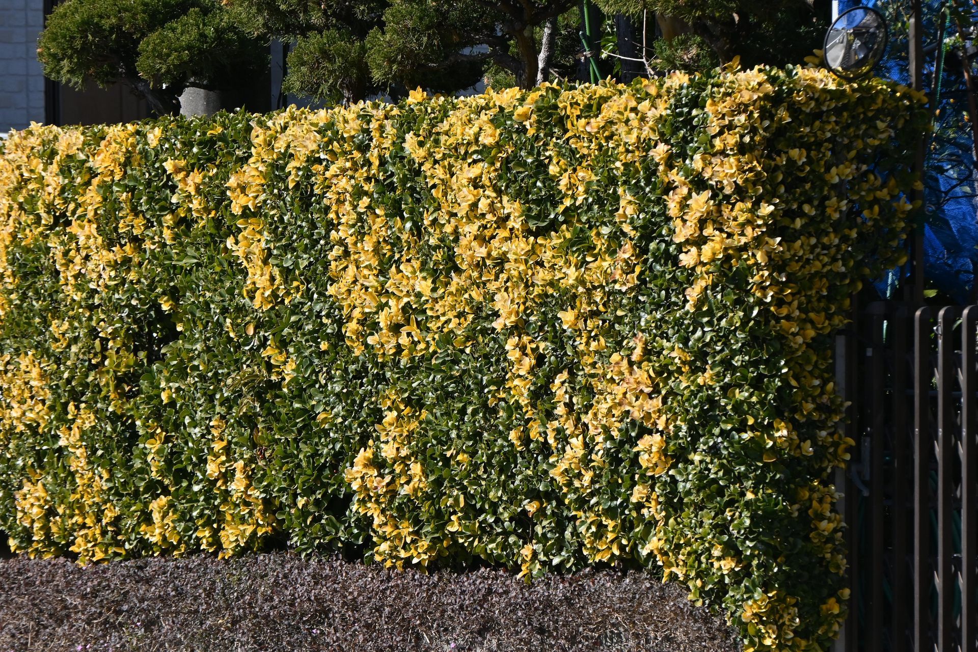 A hedge with yellow flowers and green leaves