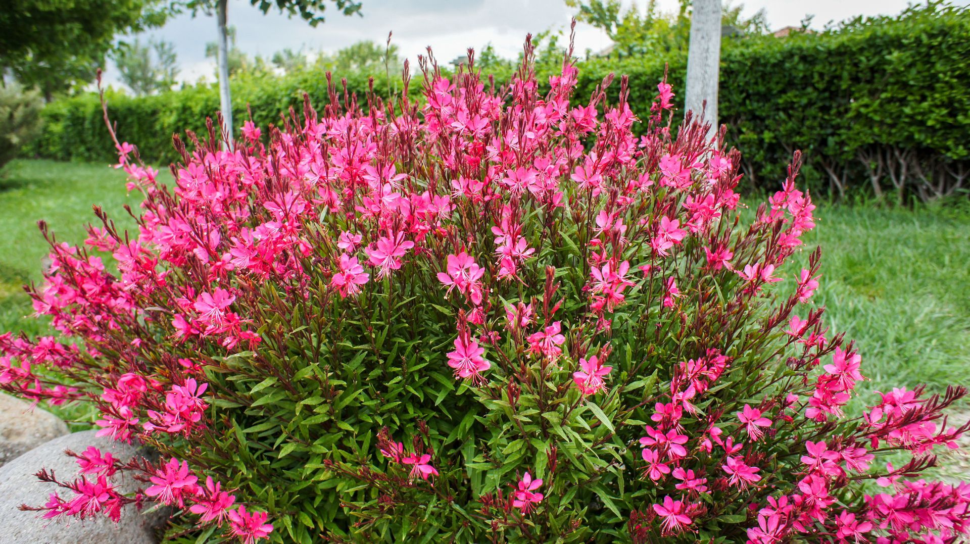 A bush with pink flowers and green leaves in a landscaped garden.