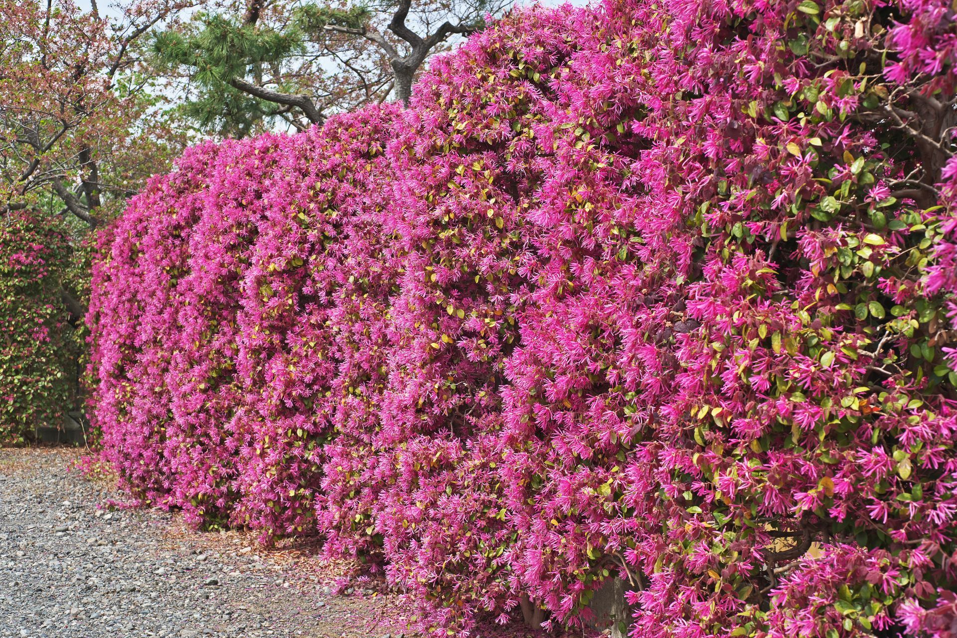 A bush with lots of pink flowers and green leaves