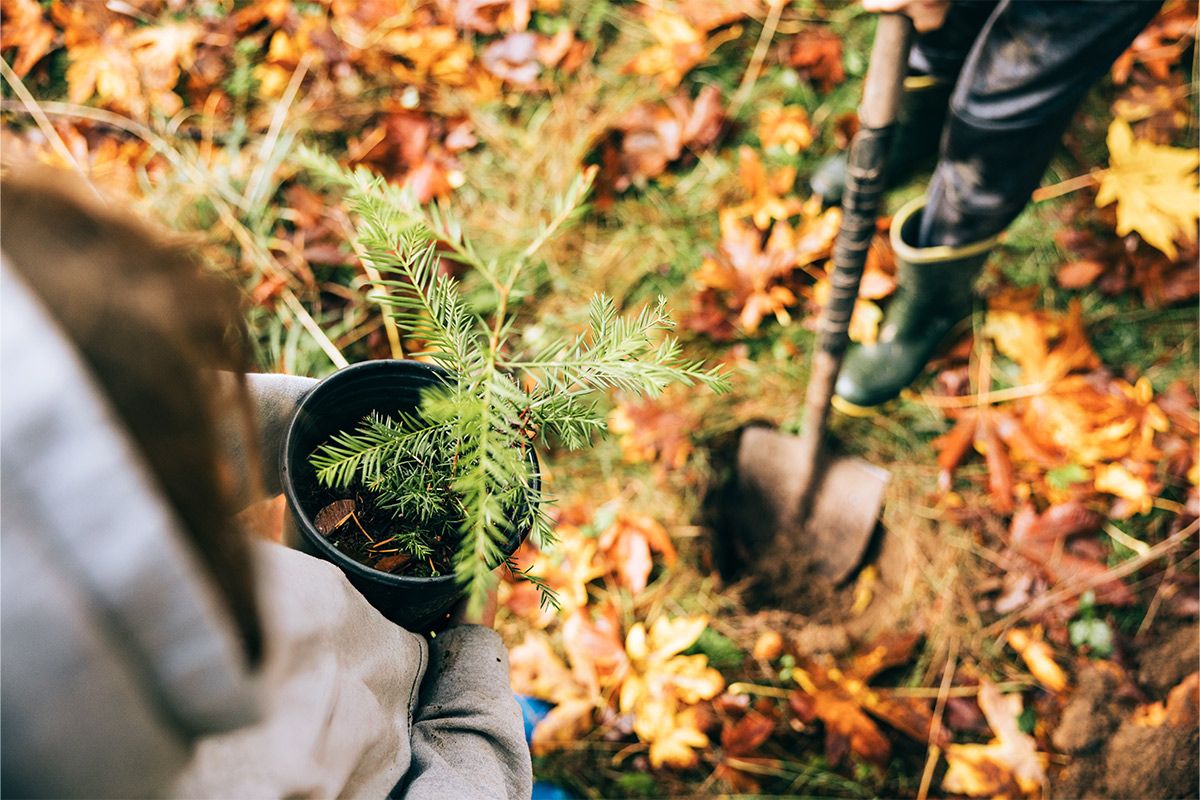 The Best Time to Plant Trees: Fall Tree Installation Guide for Chattanooga