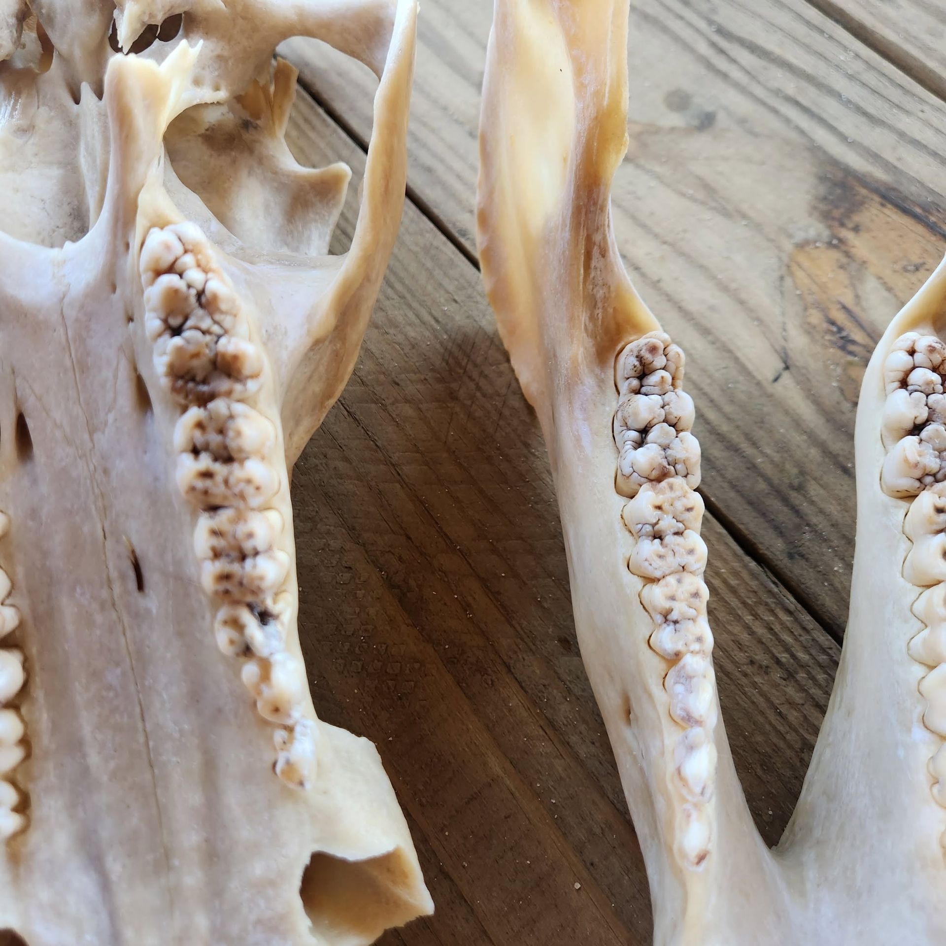 Close-up of animal skulls with rows of teeth on a wooden surface