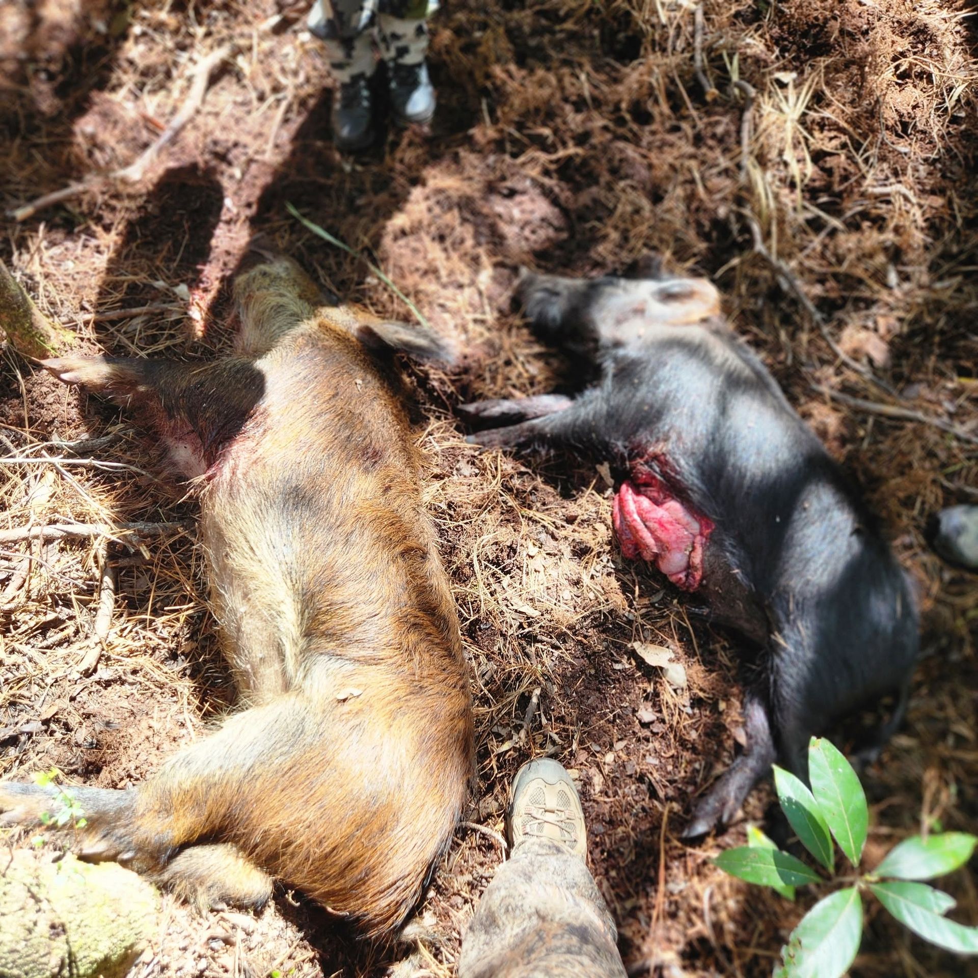 Two dead monkeys lying on forest floor, one with a red injury visible