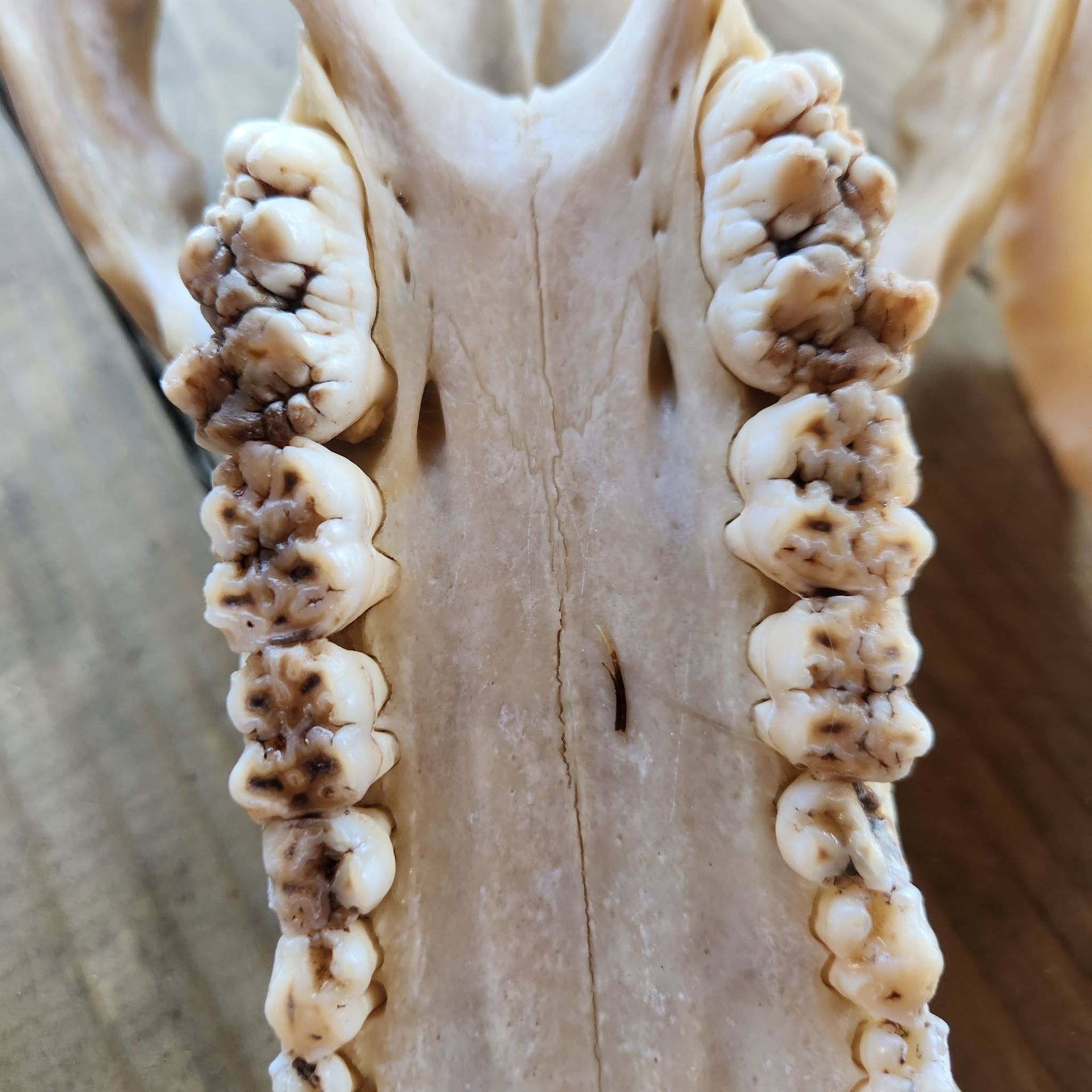 Close-up of a skull’s upper and lower teeth, showing worn molars and canines.