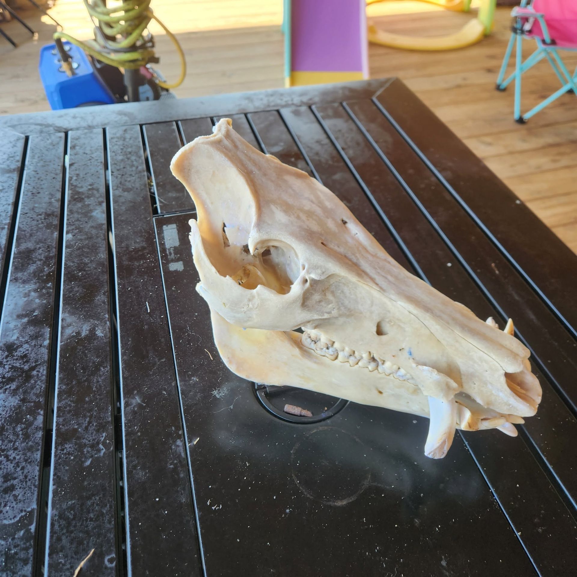 Small white animal skull displayed on a black table, with a wooden floor and chair in the background