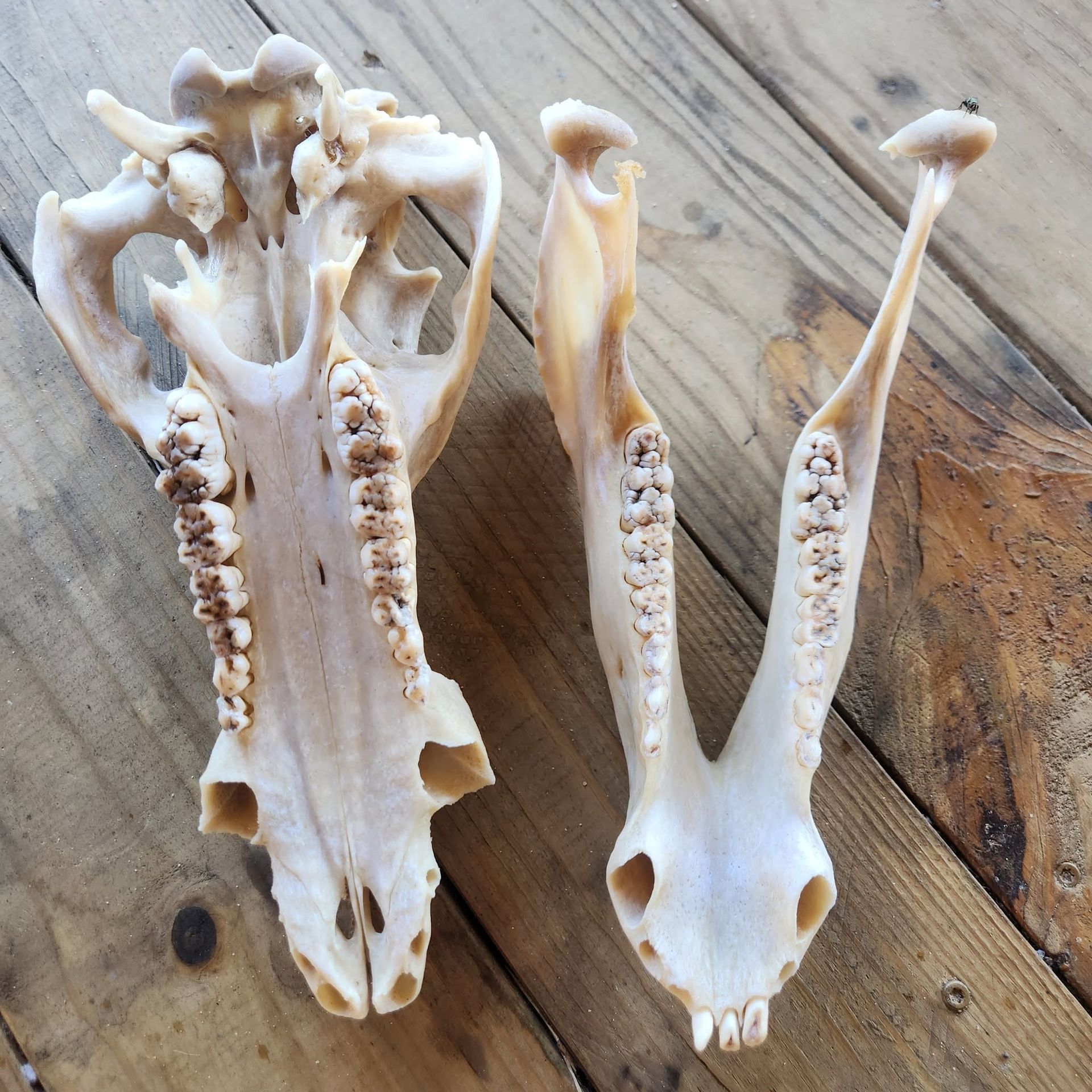 Two white animal skulls with teeth laid on a wooden surface, one larger and one smaller.