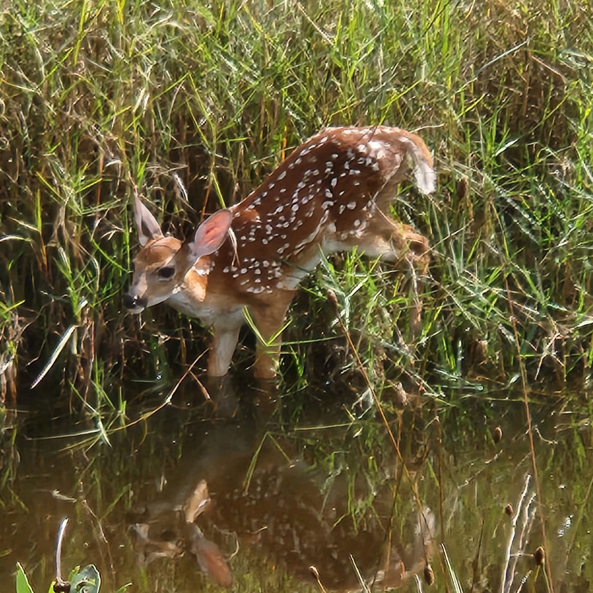 Spotted fawn drinking in marsh grass, reflected in the water