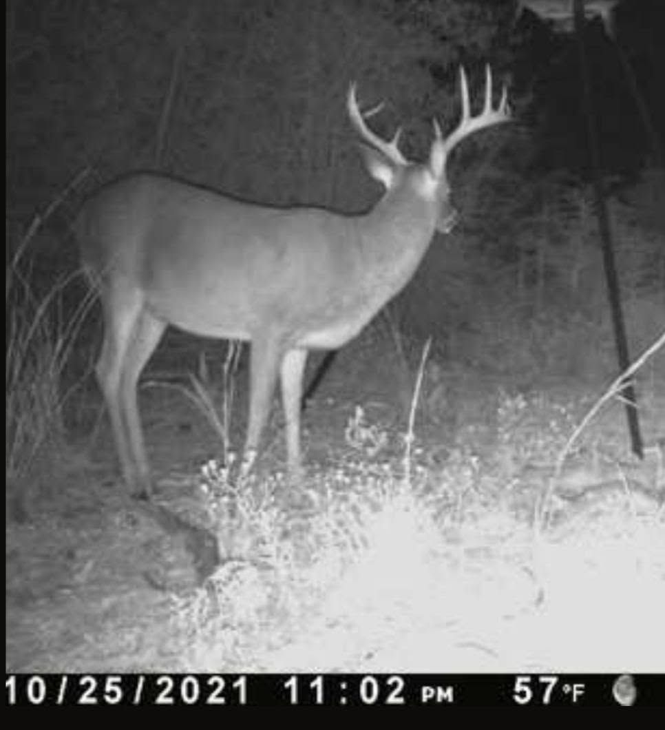 Deer with antlers standing at night in a field near brush, captured by trail camera.