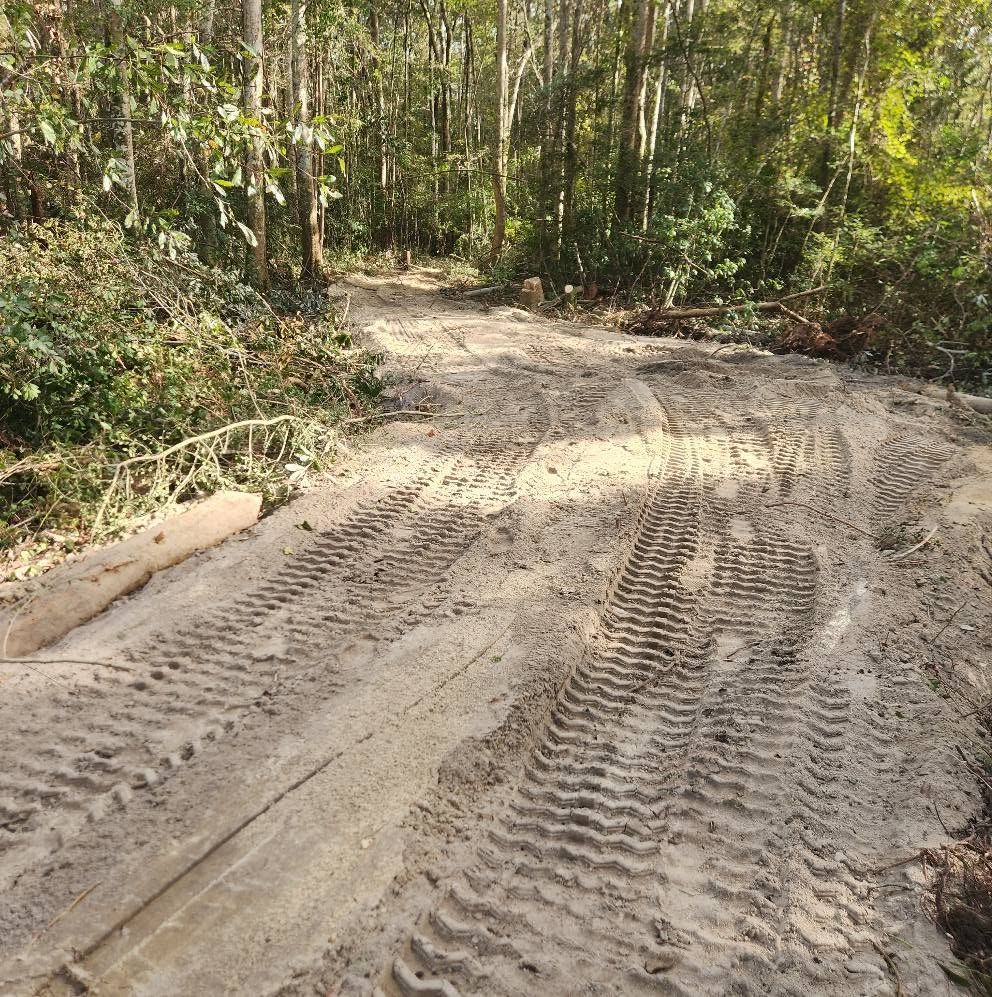 Rutted dirt road curving through dense green forest in daylight
