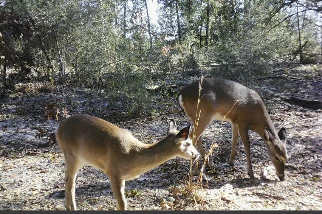 Two deer grazing in a sunlit wooded area with dry leaves on the ground