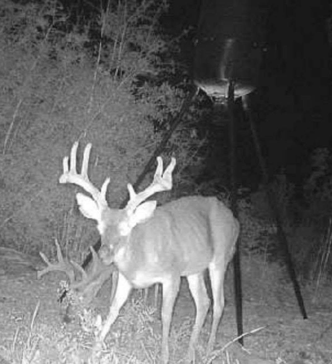 White-tailed buck with large antlers standing on a dark trail at night, viewed by trail camera.