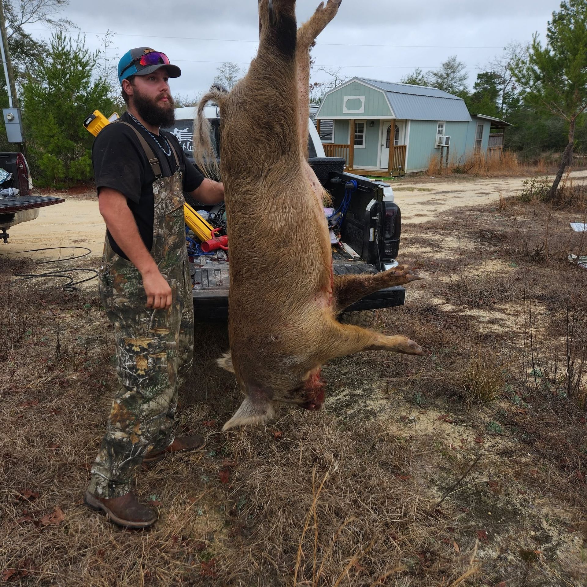 Wild Hog Hunt