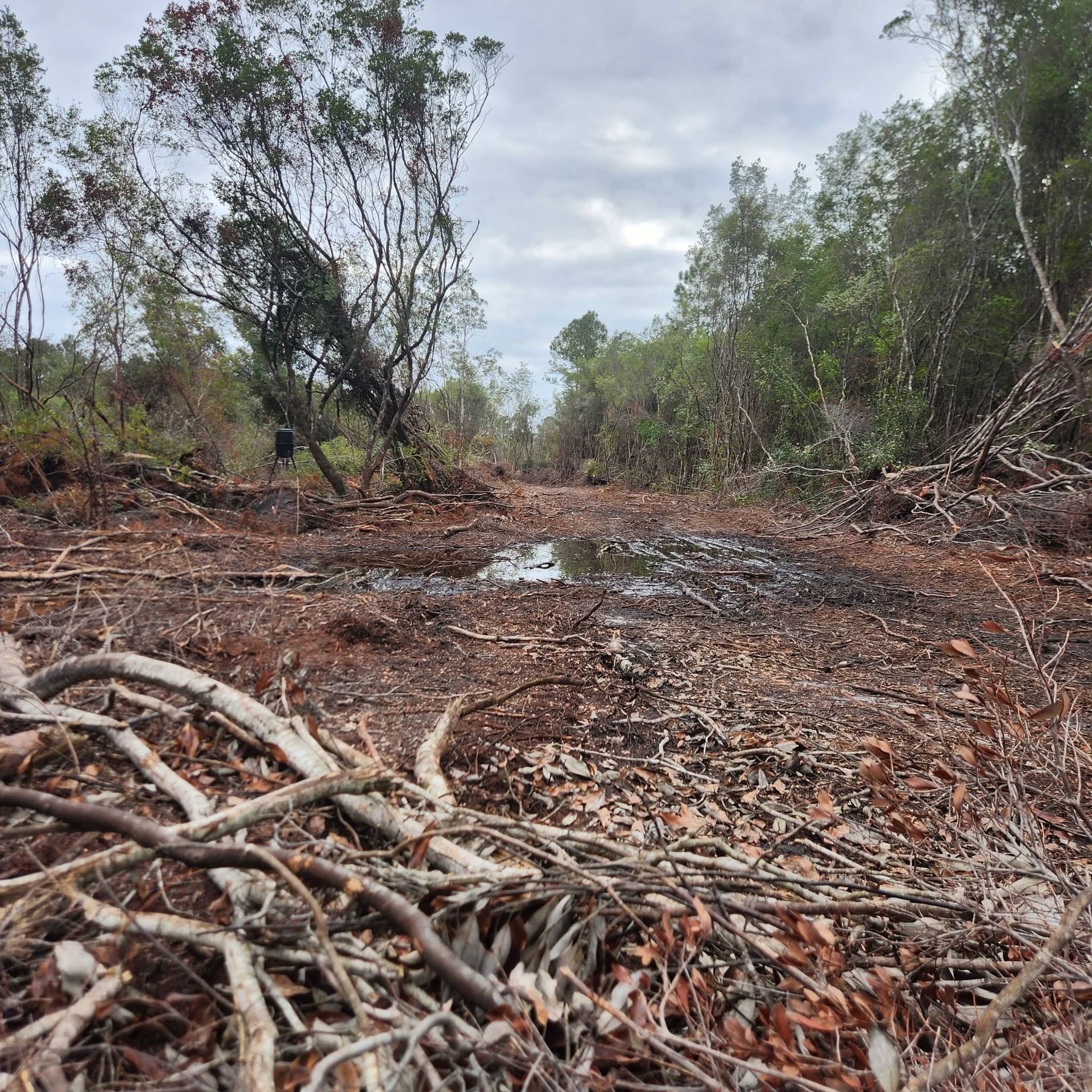 Cleared forest path with fallen branches, muddy ground, and trees on both sides under a cloudy sky