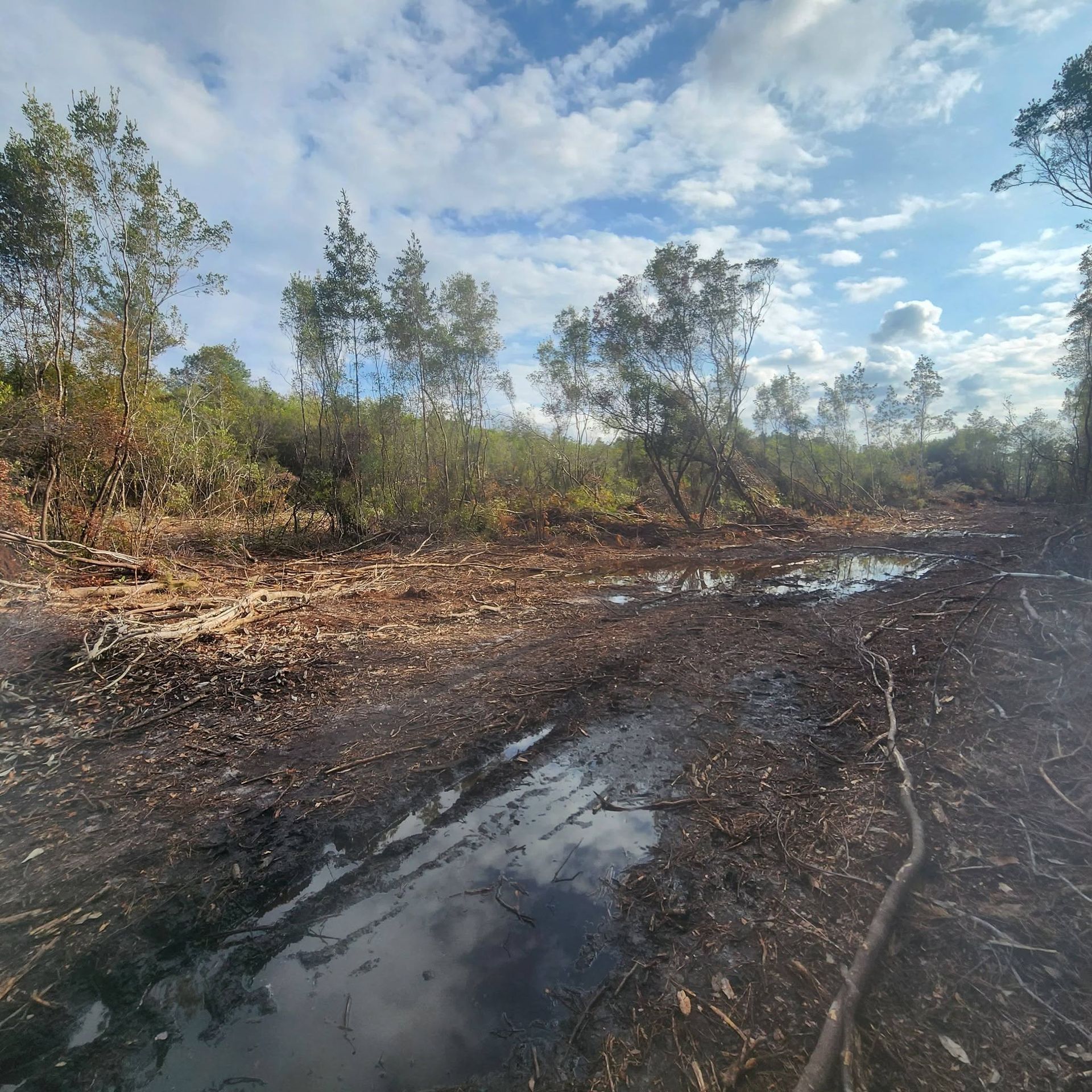 Mud road through a burnt wooded area with puddles under a cloudy sky