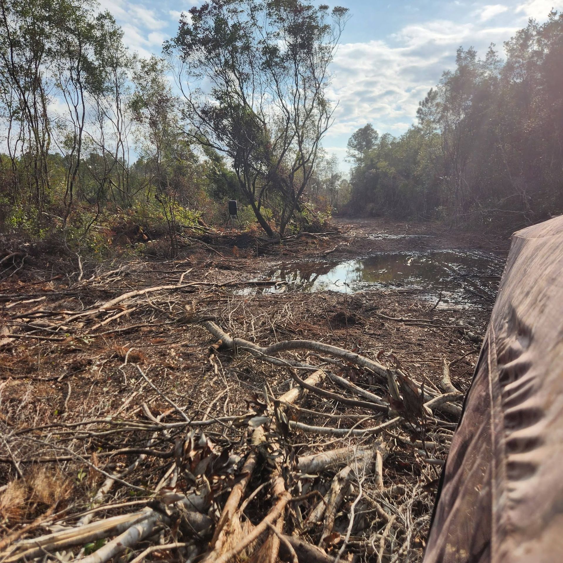 Brushy wetland clearing with fallen branches, muddy ground, and trees under a bright sky