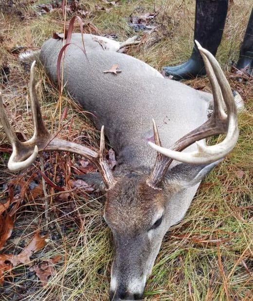 Dead deer with antlers lying on grass and leaves in a wooded area