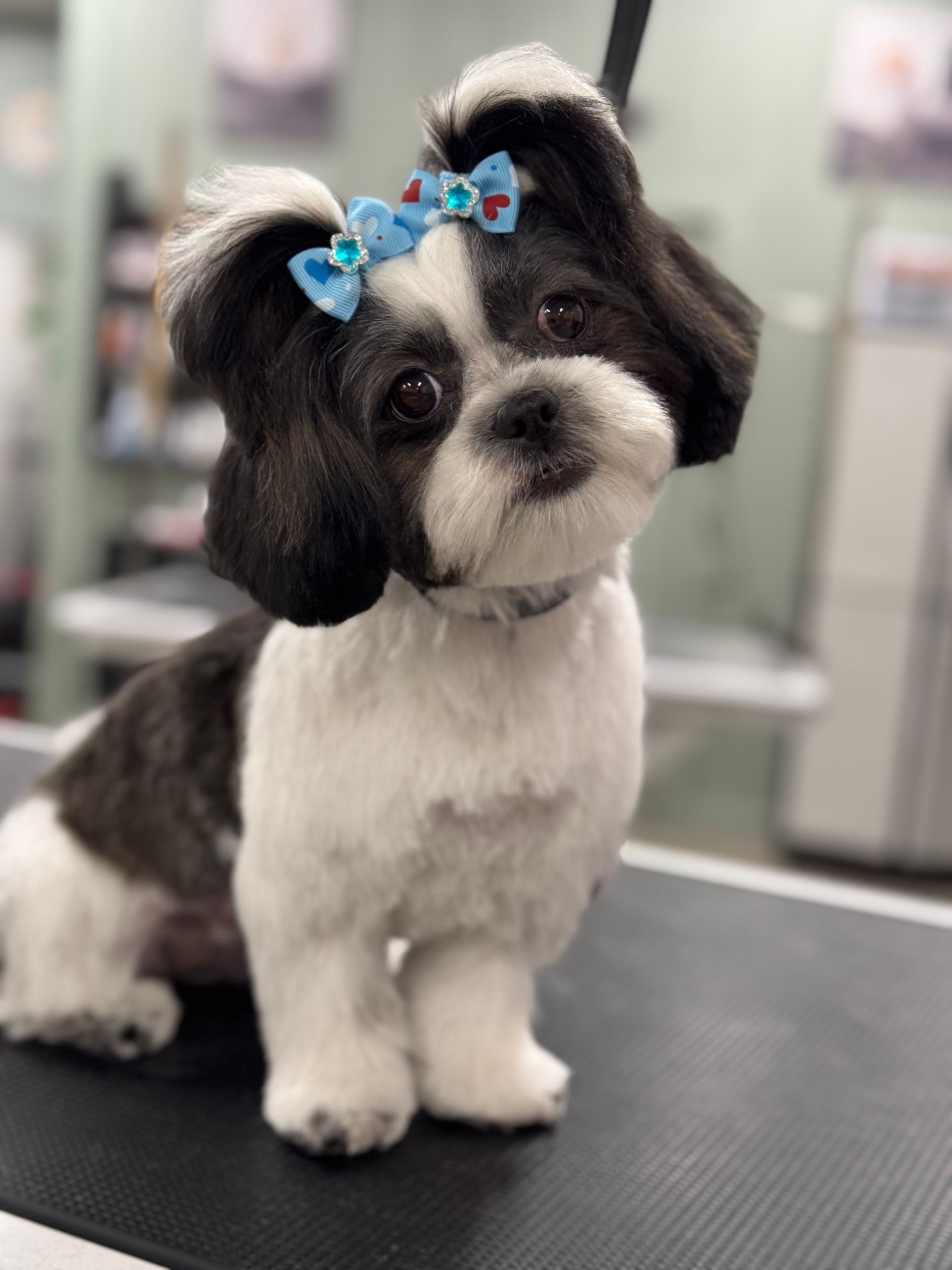 A dog who got a bubble bath and haircut in Lake Wylie, SC by Fancy Paws Grooming Salon
