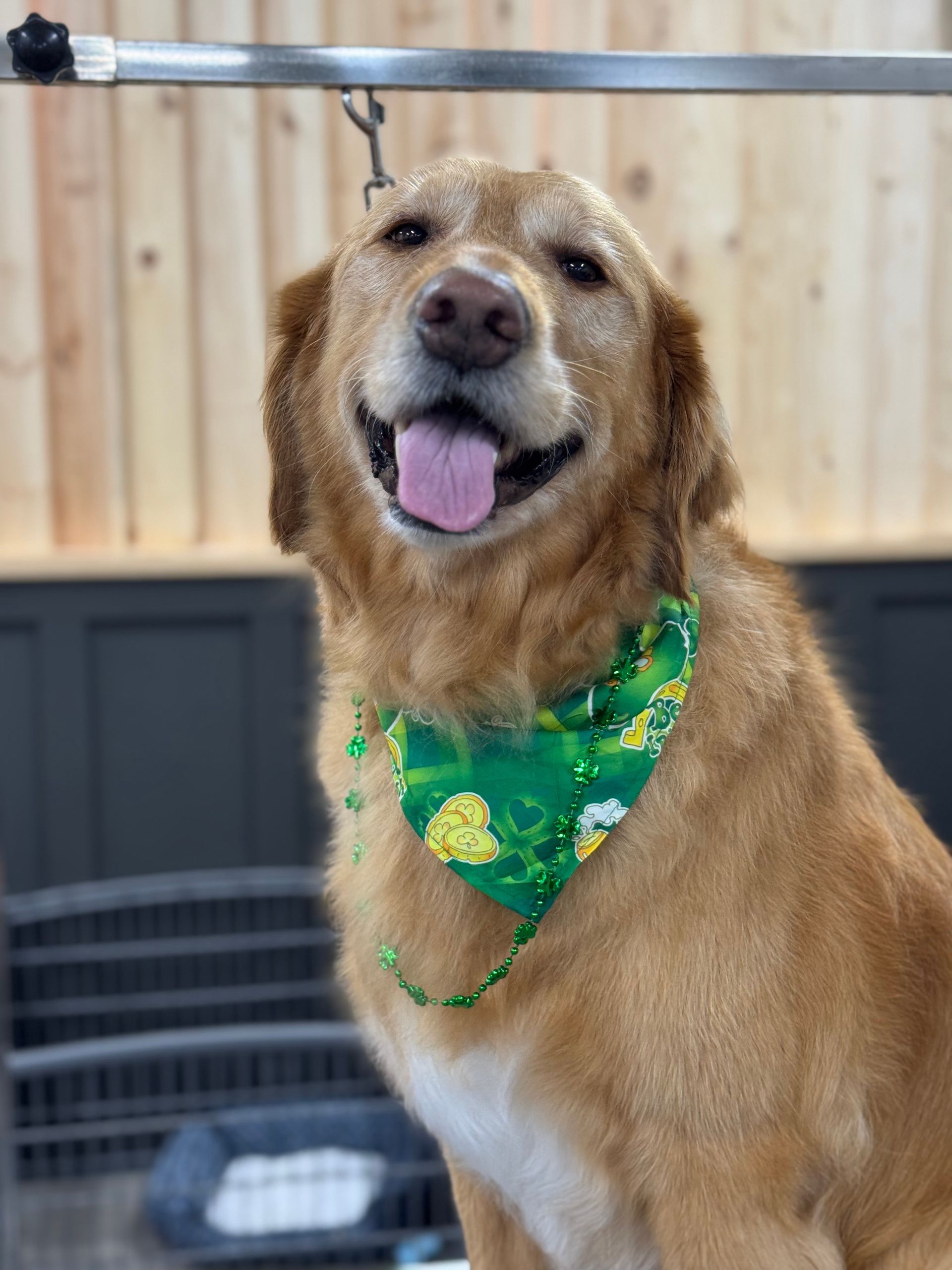 A dog who got a bubble bath and nail clipping in Lake Wylie, SC by Fancy Paws Grooming Salon