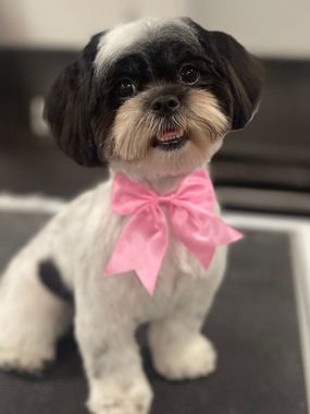 Shih Tzu with black and white fur, wearing a pink bow.