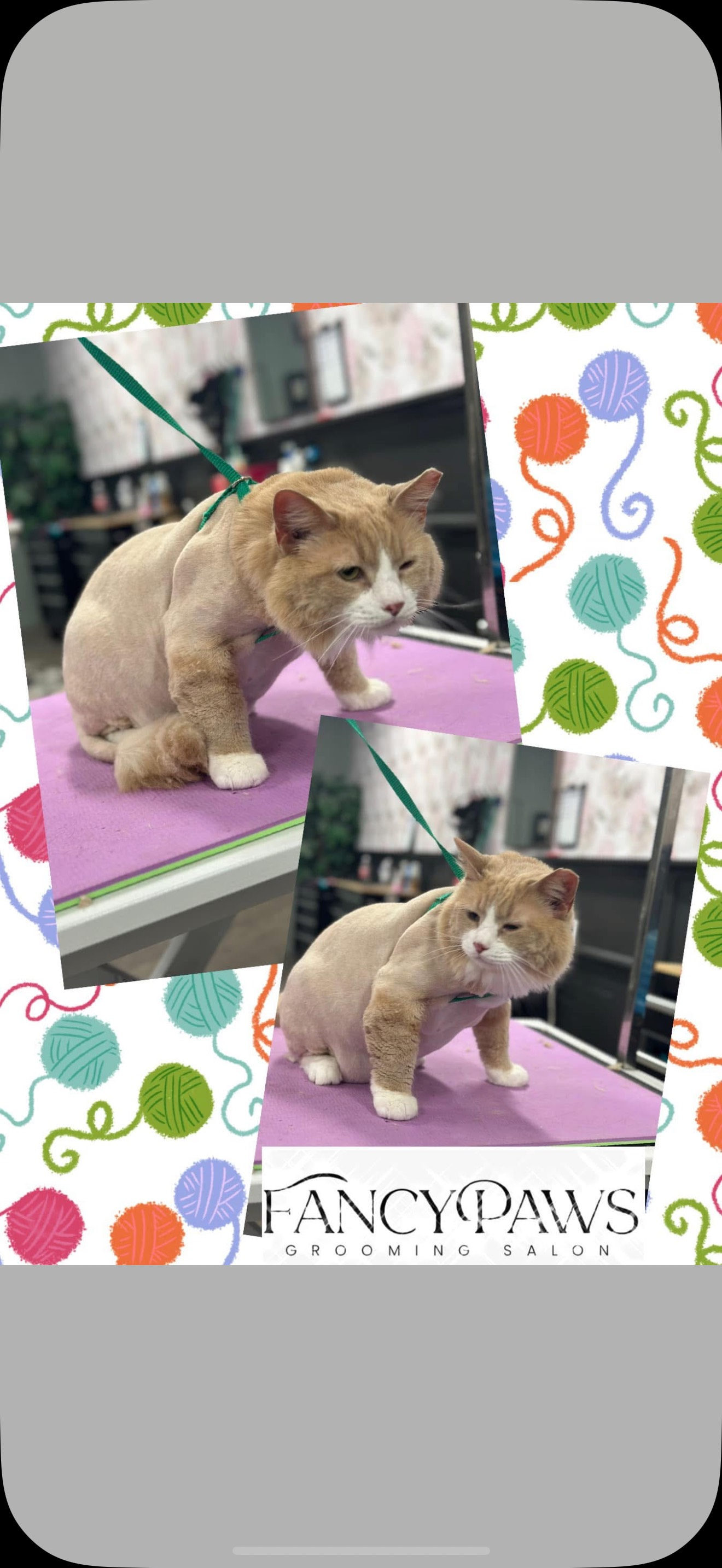 Two photos of a cat with a haircut, sitting on a purple surface. The cat has white paws and a light brown coat.