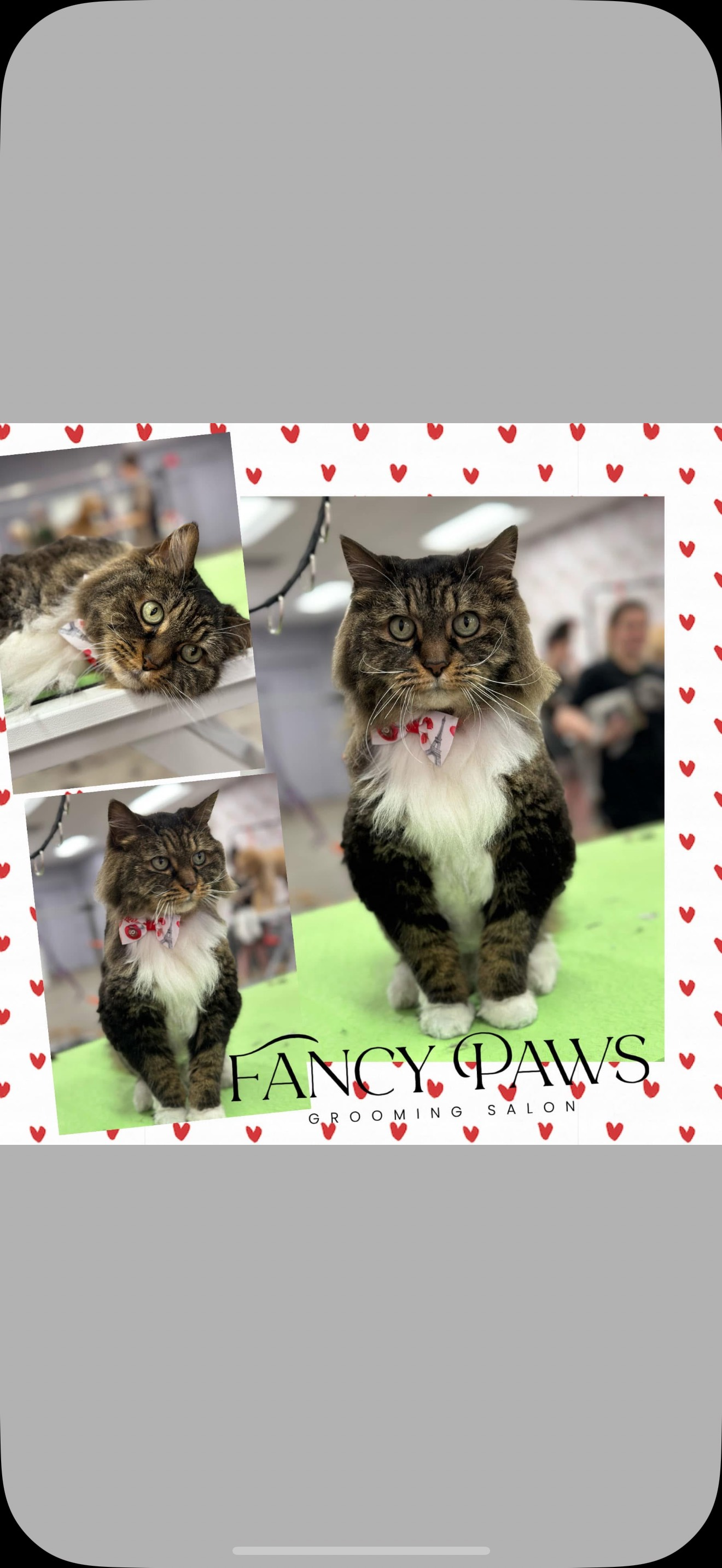 Collage of a cat wearing a bow tie. The cat is on a green surface with 