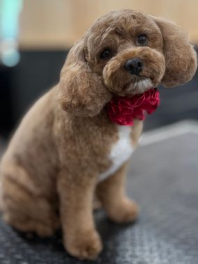 Brown dog with a red bow tie, seated and looking forward, with a white patch on its chest.