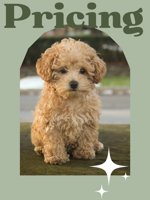 A small, tan poodle puppy sits in front of a green backdrop with the word