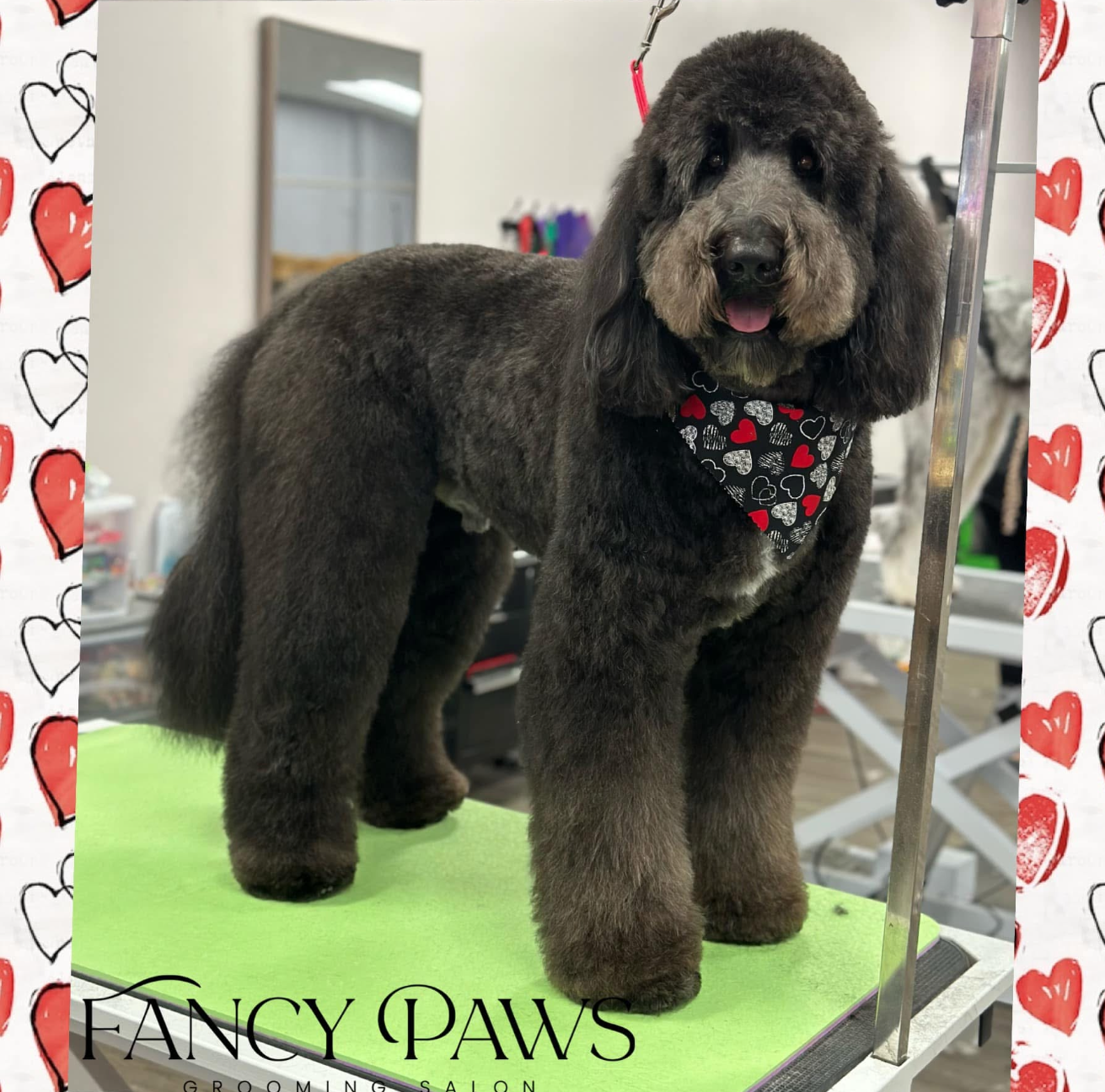 A dog who got a bubble bath and nail trimming in Lake Wylie, SC by Fancy Paws Grooming Salon