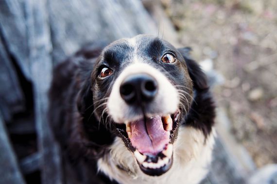 Black and white dog with mouth open, looking up with excited expression.