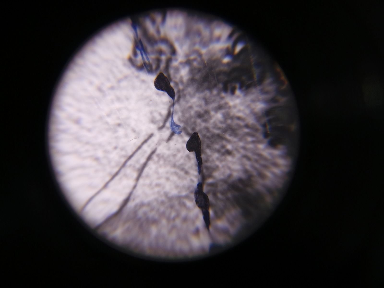 Vista microscópica circular del ala de un insecto gris borroso con líneas oscuras que parecen venas.