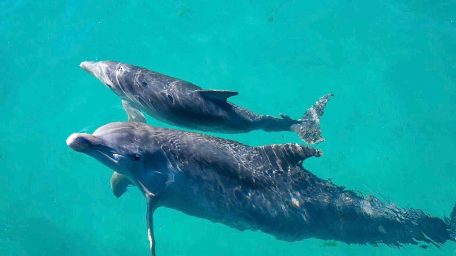 Two dolphins swim underwater, one slightly behind the other, both gray with visible skin markings, in turquoise water.
