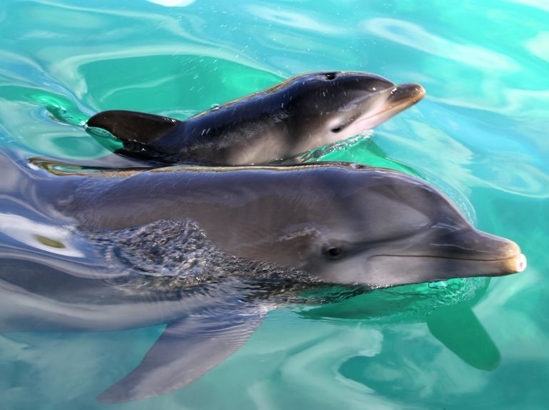 Wild Dolphin Project