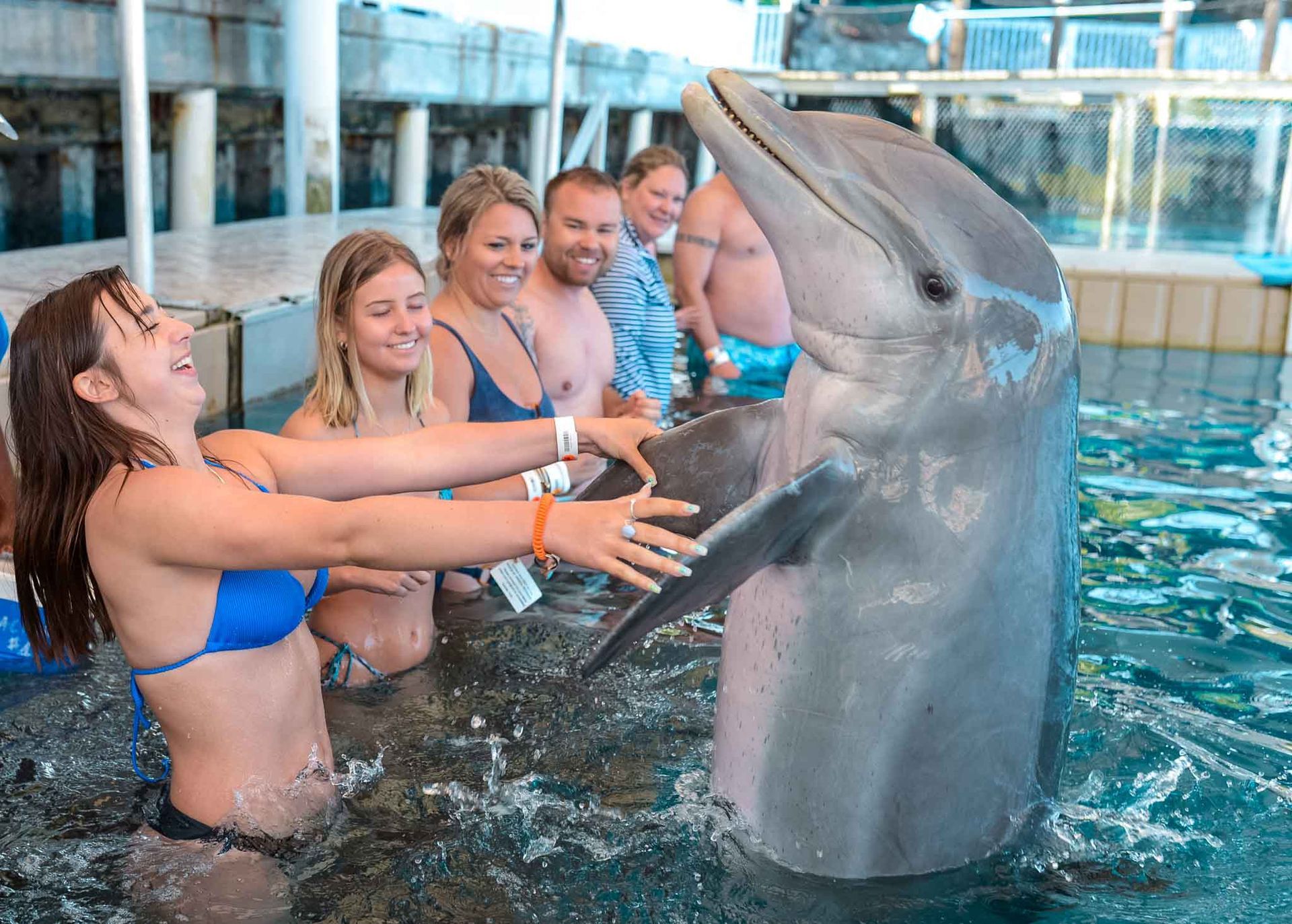 A woman in a blue bikini laughs while touching a dolphin in a pool with other people looking on.