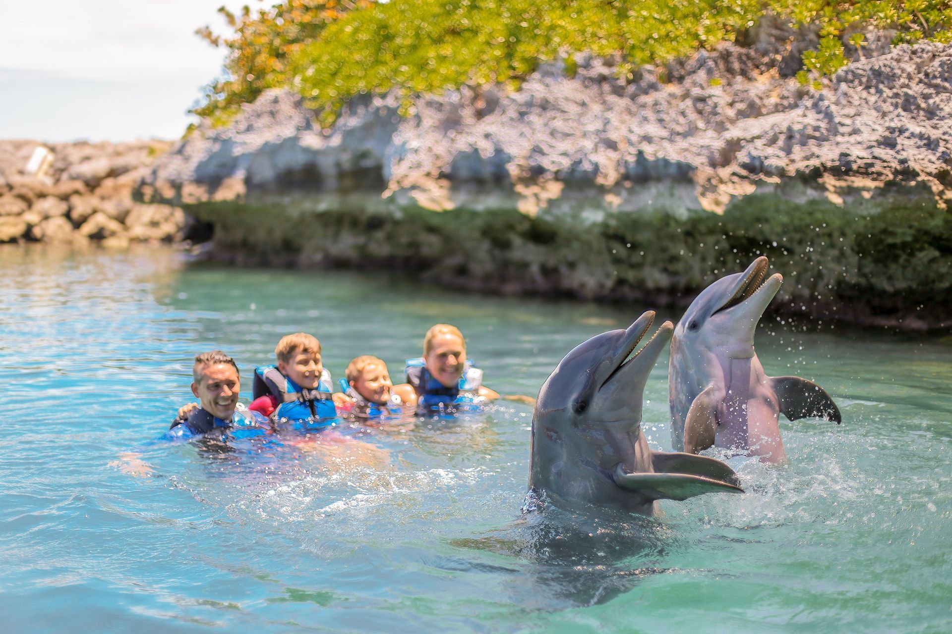 Dolphin Swim