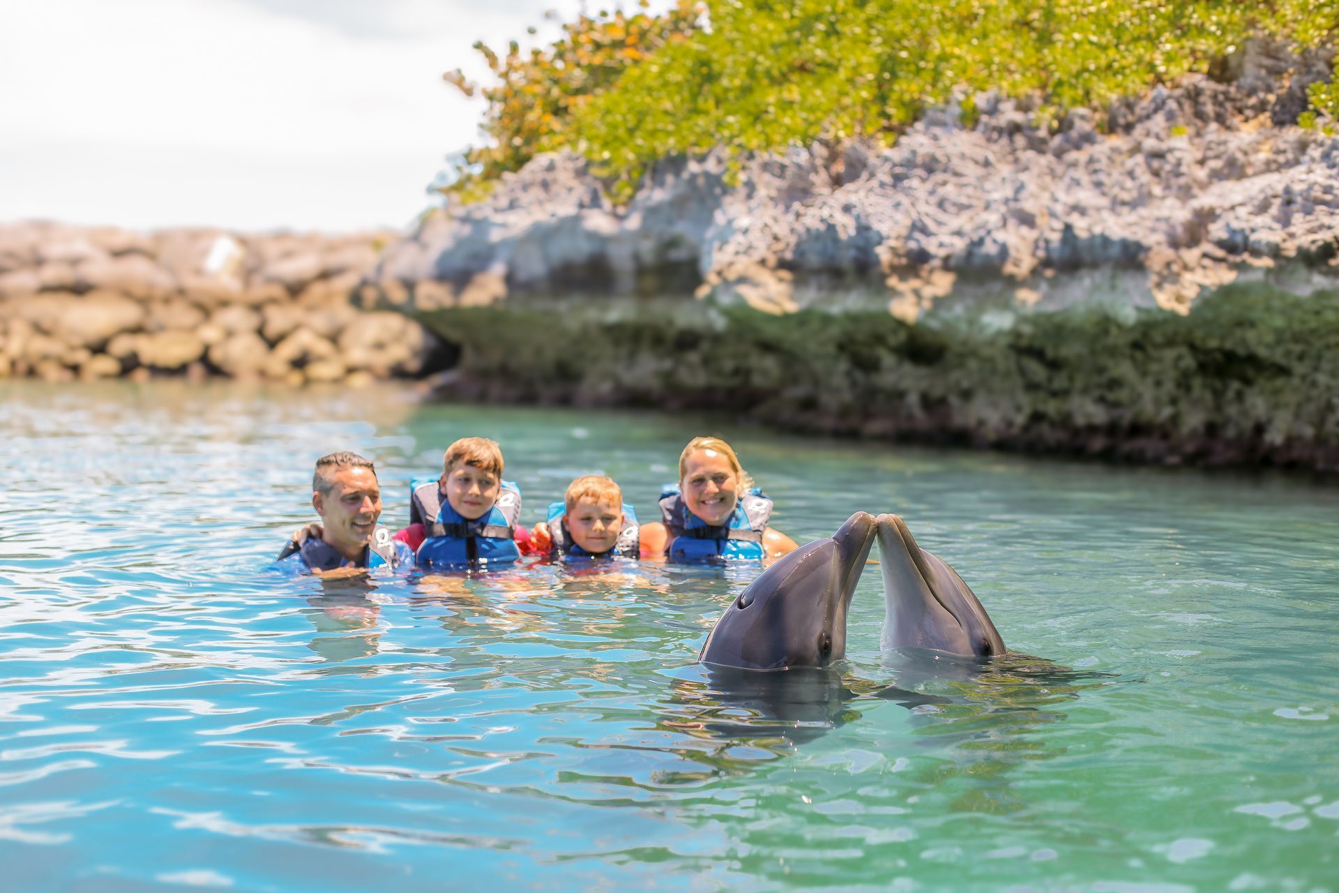 Dolphin Swim