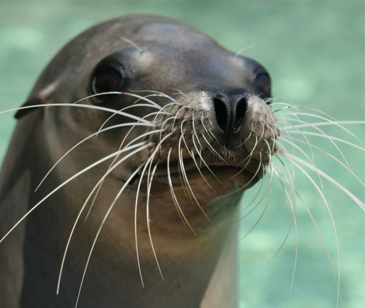 Close-up of a sea lion with dark fur, long whiskers, and a curious expression
