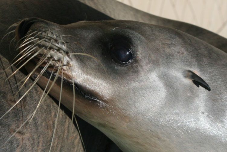 Close-up of a sea lion's head, showing whiskers and a dark eye. Gray fur reflects sunlight.