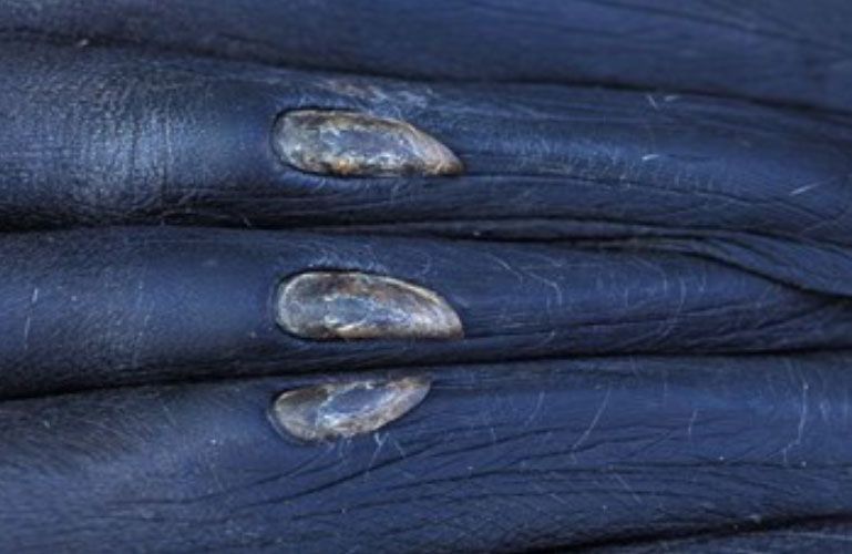 Close-up of black animal skin with three prominent, light-colored calluses.
