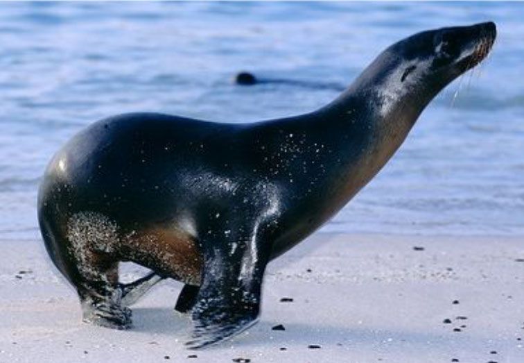 Sea lion on a sandy beach, looking upwards. Dark brown fur, with a light brown underside, ocean in the background.