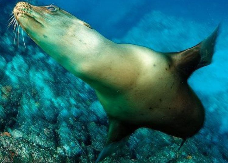 Sea lion swimming underwater, looking upwards. The water is blue; the sea lion is brown.