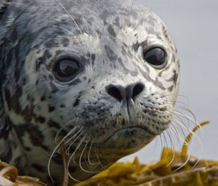 Close-up of a harbor seal with mottled grey and white fur, looking directly at the camera with large, dark eyes.