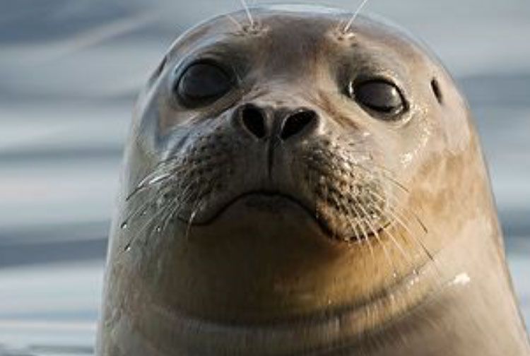 Close-up of a harbor seal with a neutral expression, light brown fur, and dark eyes