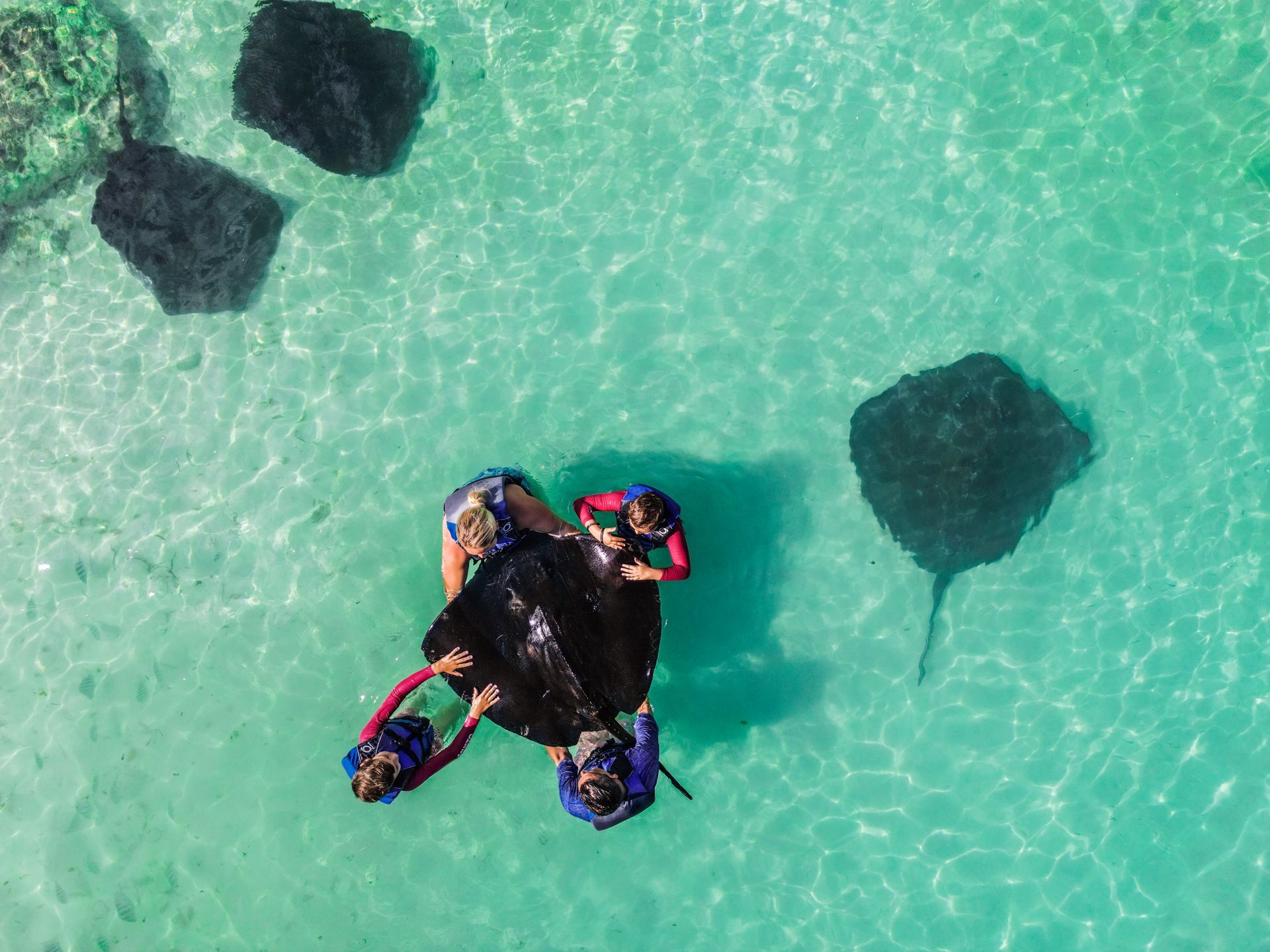 Shark Experience & Snorkel