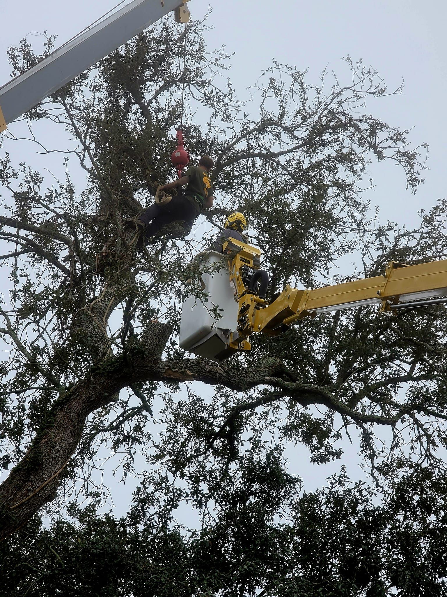 A worker in a bucket truck and a climber in a tree work together to trim a large, leafy tree against a bright sky.