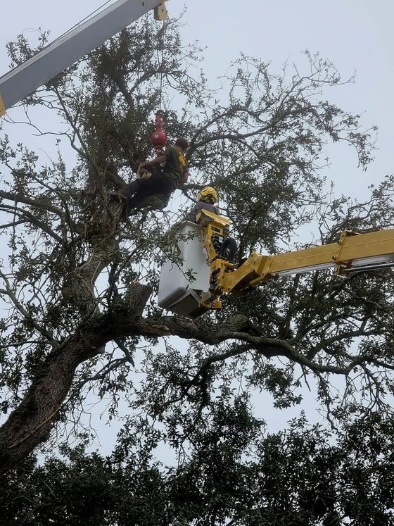 A worker in a bucket truck and another worker climbing a large tree for maintenance against a light sky.