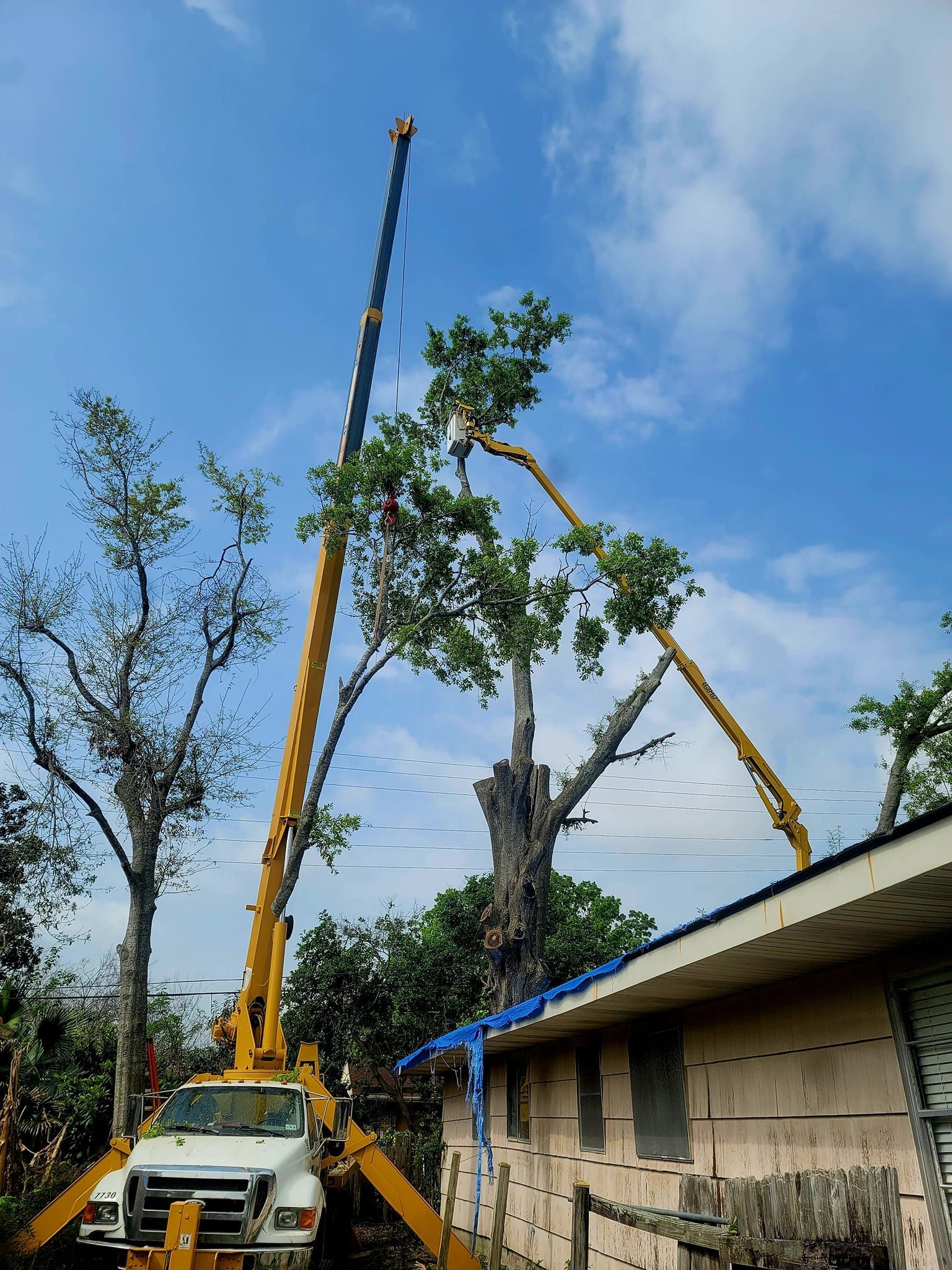 A yellow crane lifts a worker in a bucket to prune branches from a large tree near a house with a blue tarp on the roof.